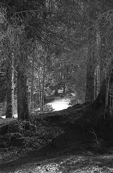 FABBI GIANCARLO Bosco 2016