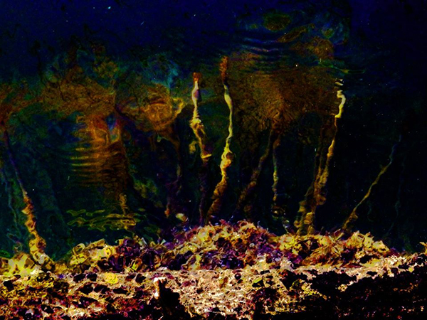 Fotografia darte su tela Ricci e colori del mare a Diano Marina 4 14 di Giulia Quaranta Provenzano