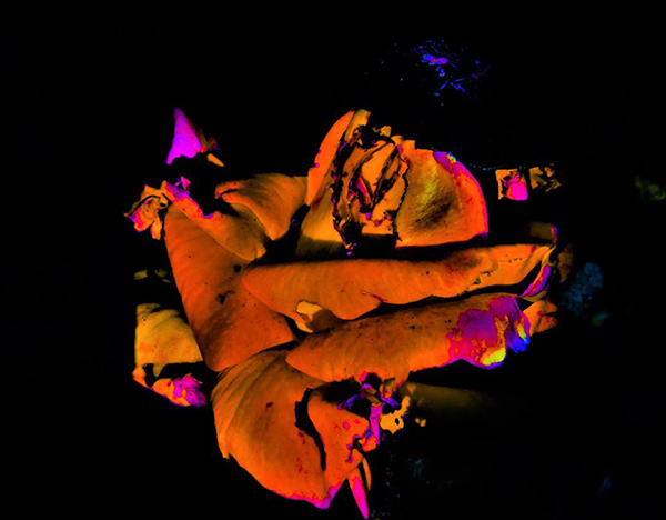 Fotografia darte su tela Tra equilibrio ed ambizione il fiore della pace di Giulia Quaranta Provenzano