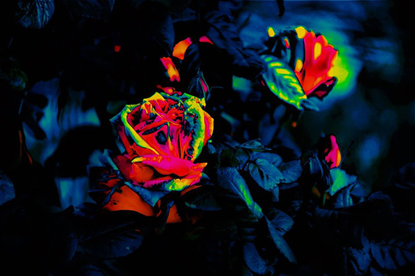 Giulia Quaranta Provenzano Fotografia darte su tela Cocotte e le rose non colte