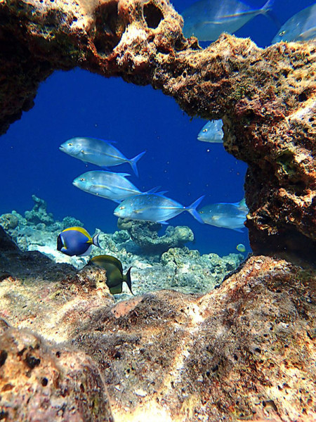 Artisti allo specchio - Alberto CRISMANI