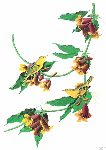 uccelli 1